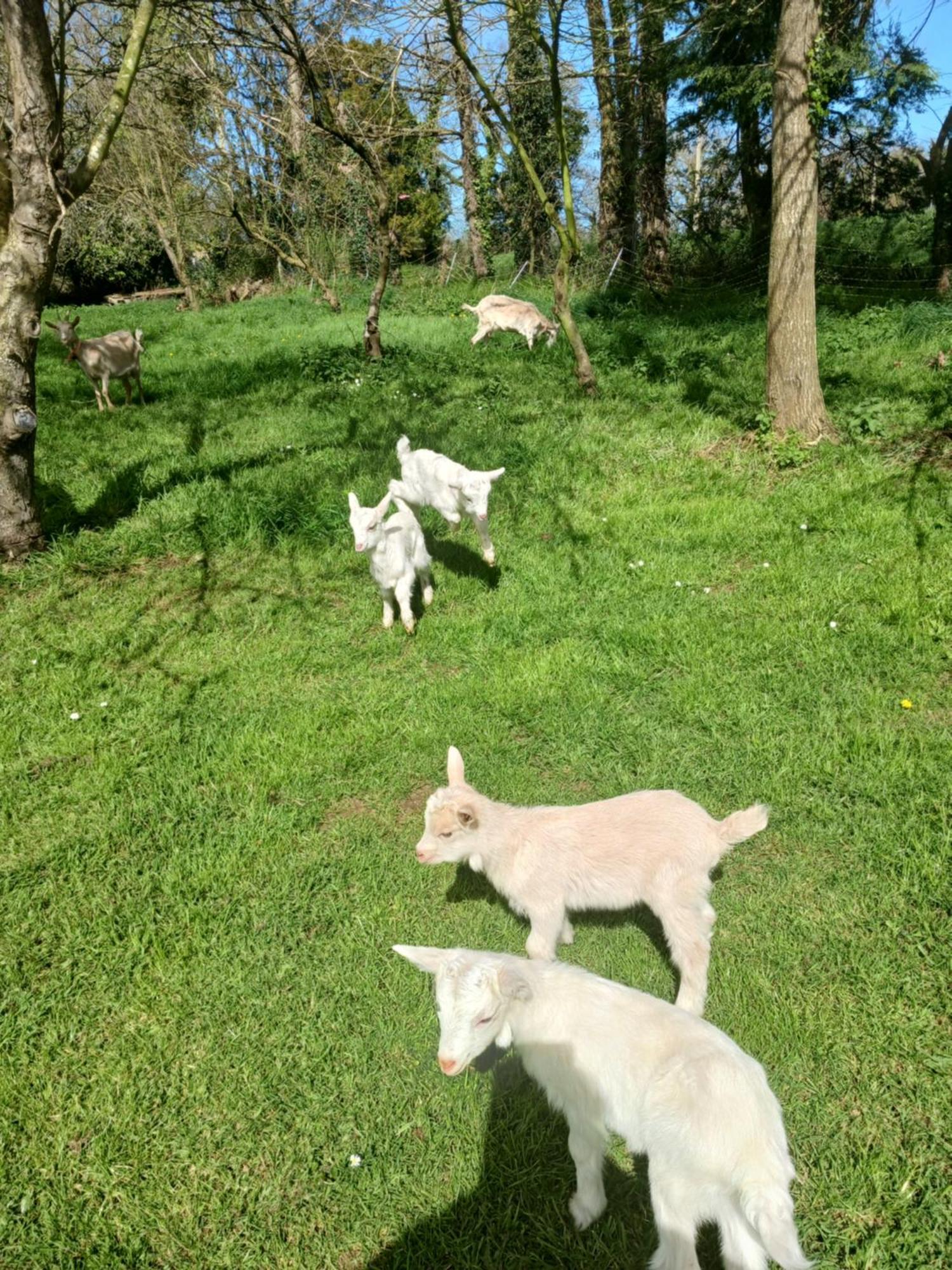TréguierLa Ferme Stanczak公寓 外观 照片